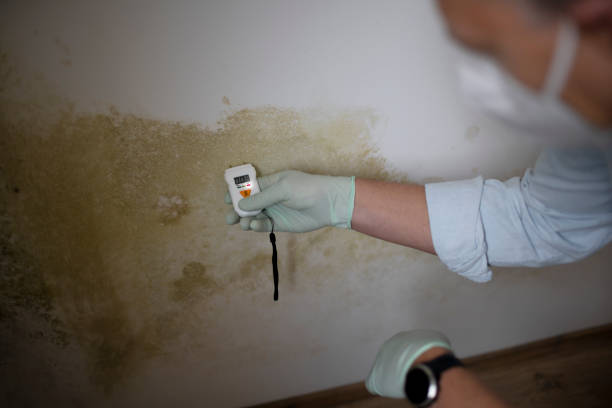 Attic Mold Removal in Sumiton, AL