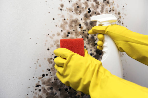 Best Local Mold Removal Service  in Sumiton, AL
