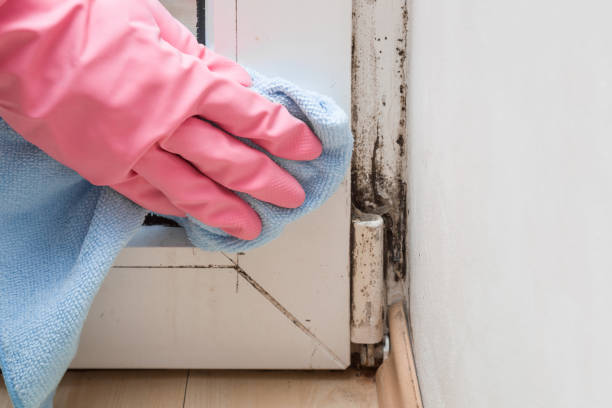 Best Mold Testing and Removal  in Sumiton, AL