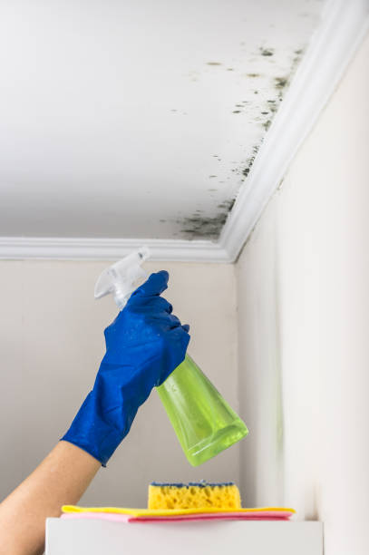 Professional Mold Removal in Sumiton, AL