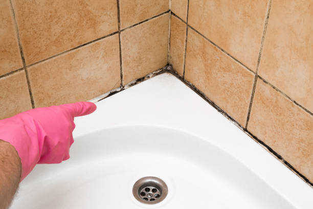 Home Mold Removal in Sumiton, AL