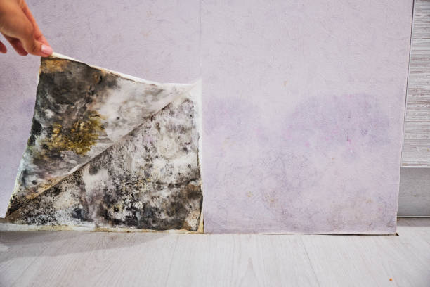 Best Mold Damage Repair  in Sumiton, AL